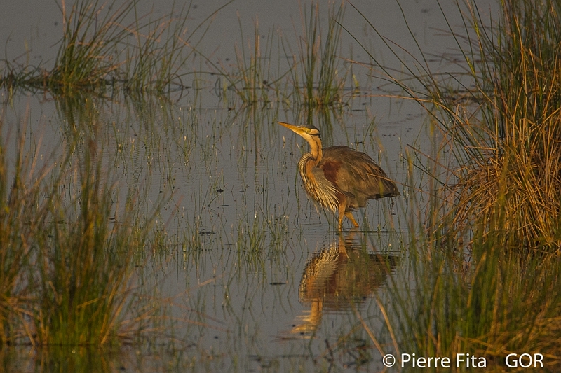 Héron  pourpré.jpg